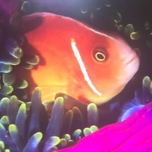 Meet your Posher, Anastasia